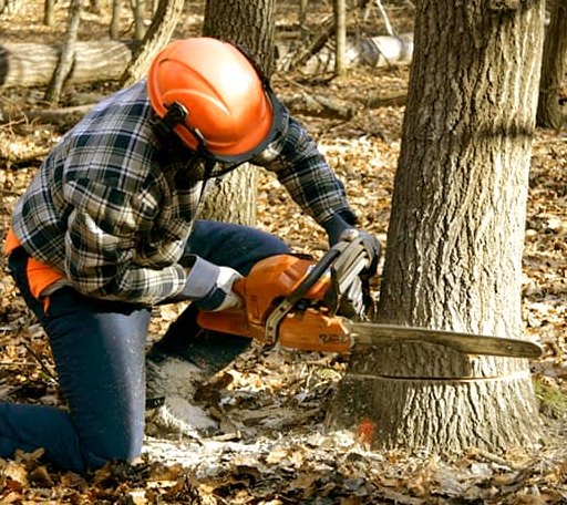 Tree Removal in Triangle, VA